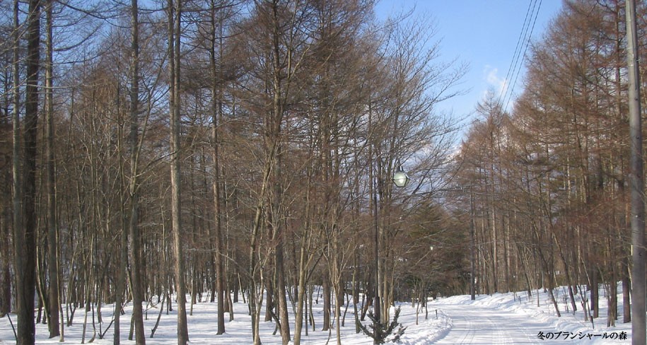 冬のBC森